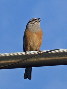 Singing male Rock Bunting - Emberiza cia © John Muddeman
